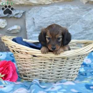 Olivia, Dachshund Puppy